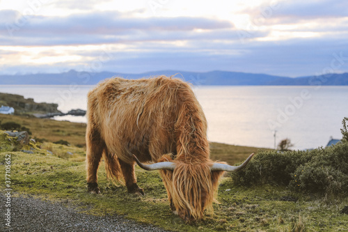 Highland cattle in winter, Kalnakill, Scottish highlands photo