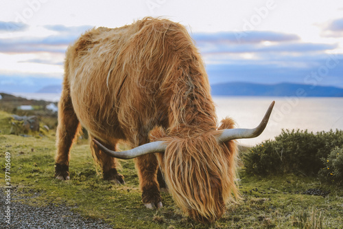 Highland cattle in winter, Kalnakill, Scottish highlands photo