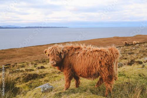 Highland cattle in winter, Kalnakill, Scottish highlands photo