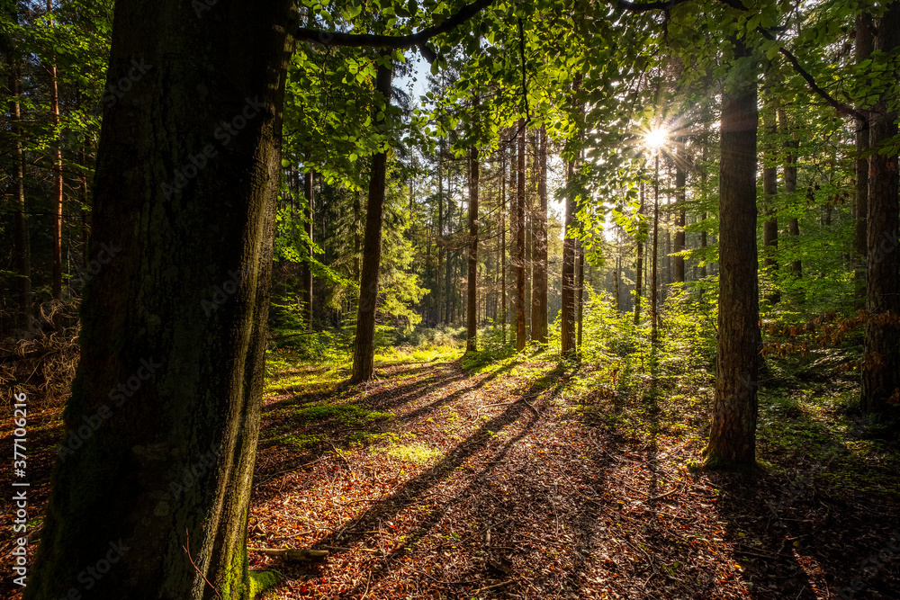 Poranek wczesna jesień w lesie