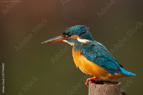 Common Kingfisher/ Small blue kingfisher.