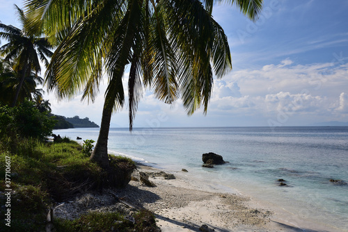 coconut trees on the beach