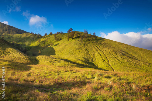 Savanna grassland near Mount Bromo volcanoes in Bromo Tengger Semeru National Park, East Java, Indonesia