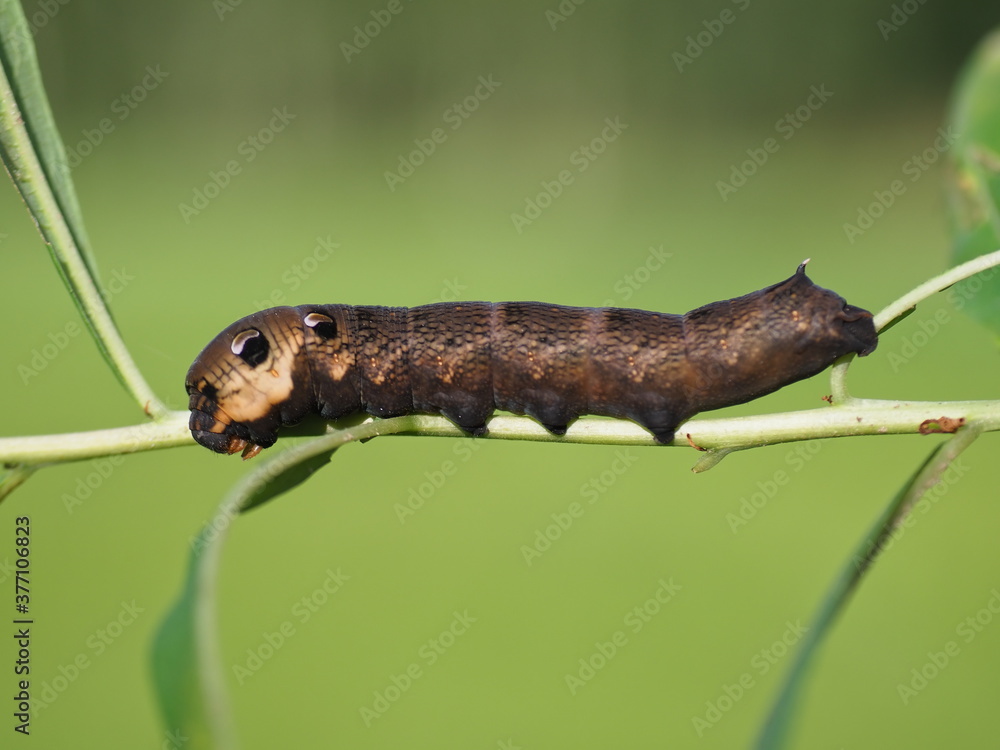 Elephant hawk-moth caterpillar on a green background Elephant hawk-moth caterpillar on a green background