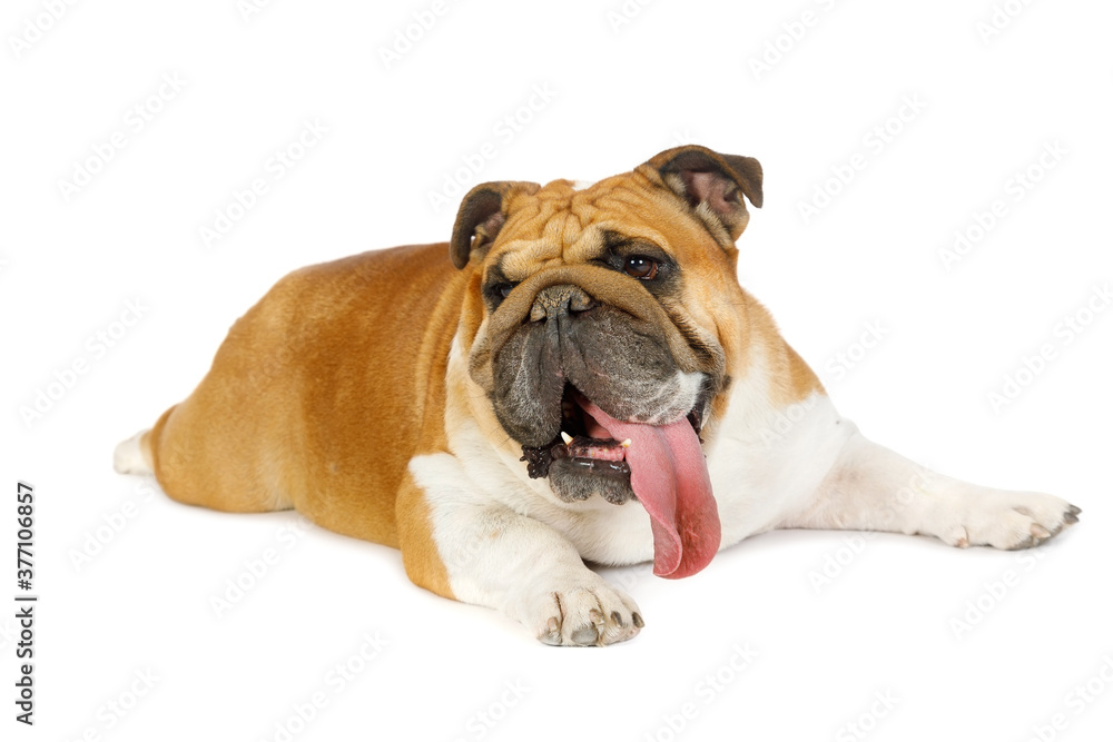 Thoroughbred English bulldog lying over white