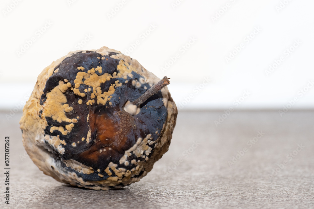 Spoiled rotten apple, close-up, copy space. Improper storage of fruits. Moldy texture on the apple. Dangerous food Spoiled rotten apple, close-up, copy space. Improper storage of fruits. Moldy texture on the apple. Dangerous food