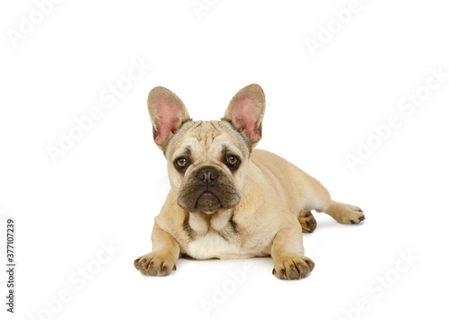 Cute six month old French bulldog puppy lying against a white background © Alexey Kuznetsov