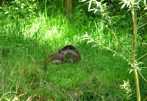 Fischotter auf Wiese