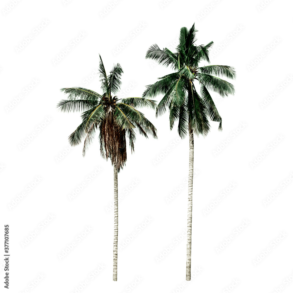 Obraz premium Isolate coconut tree on the white background.