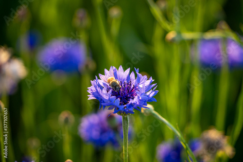 Centaurea cyanus  commonly known as cornflower or bachelor s button with a pollinating bee and selective focus   bokeh spring   summer flowers
