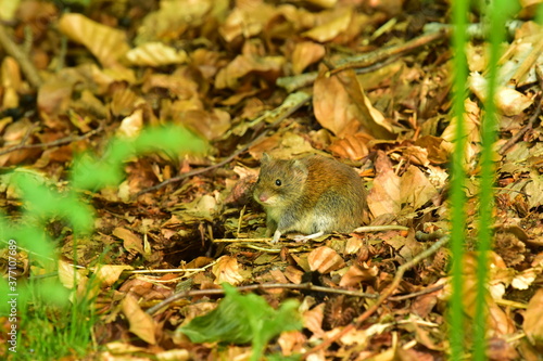 Rötelmaus im Wald
