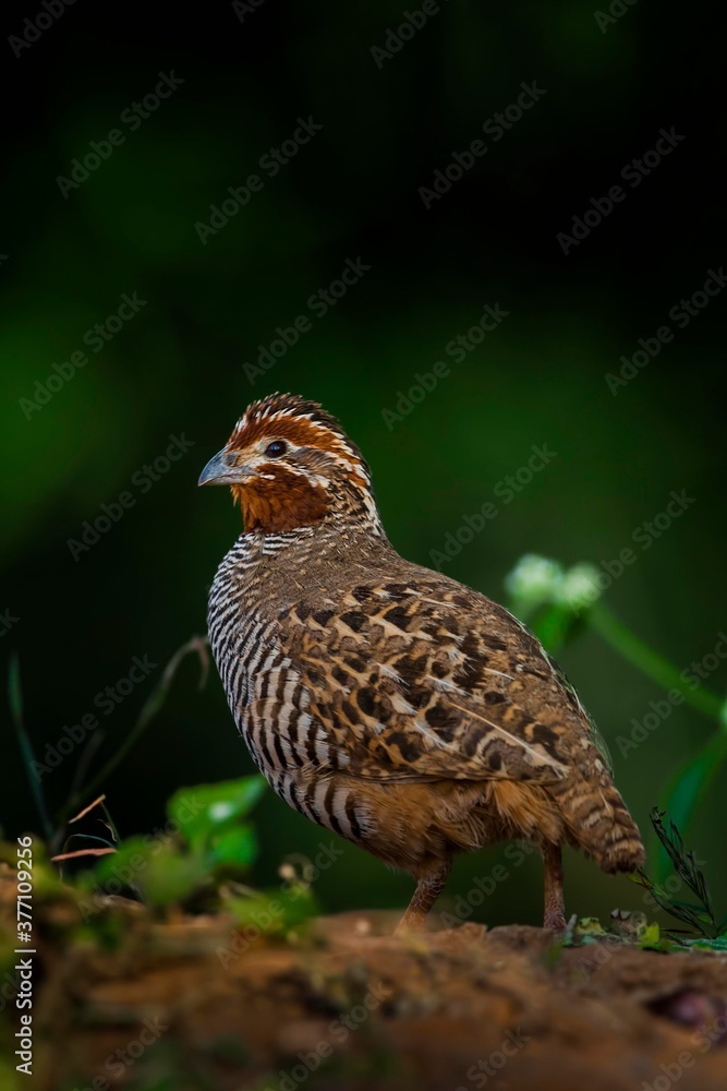 A beautiful Indian bird perched A beautiful Indian bird perched