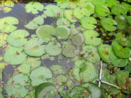 beautiful lotus pond in summertime are blooming