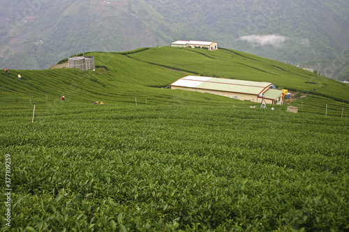 Tea Garden Cifeng Village Renai Township Nantou Taiwan photo