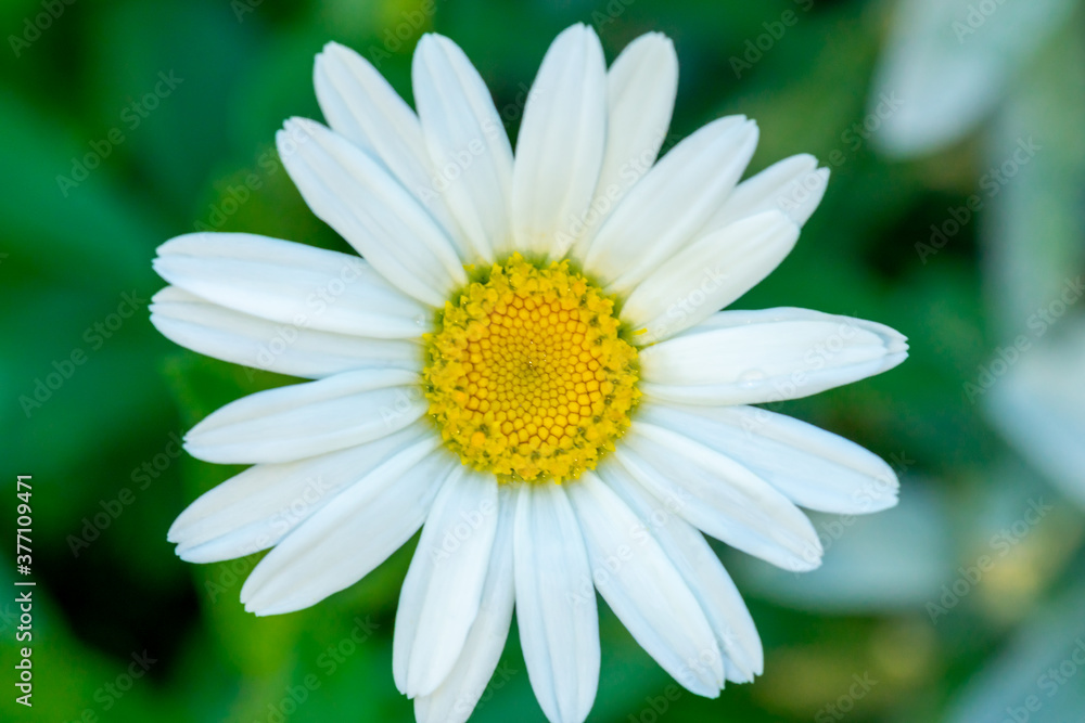 Macro / close up of white daisy with yellow center and selective focus / bokeh background. Macro / close up of white daisy with yellow center and selective focus / bokeh background.