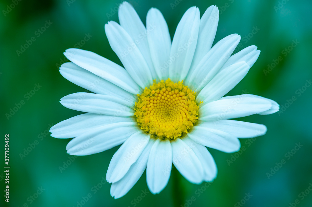 Macro / close up of white daisy with yellow center and selective focus / bokeh background. Macro / close up of white daisy with yellow center and selective focus / bokeh background.
