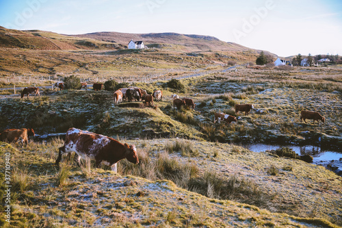 Cows in the morning pasture, Skye, Scottish highlands