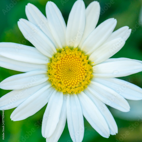 Macro   close up of white daisy with yellow center and selective focus   bokeh background.