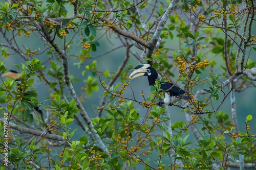 Photography A beautiful Indian bird perched