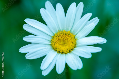 Macro   close up of white daisy with yellow center and selective focus   bokeh background.