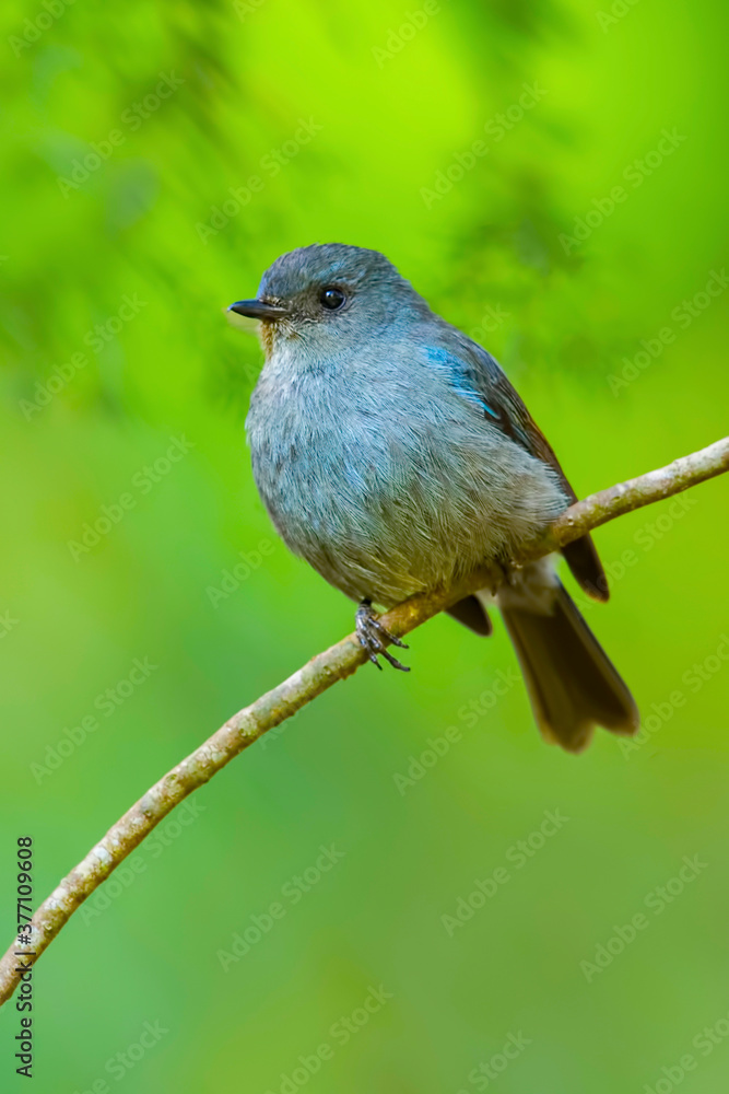 A beautiful Indian bird perched A beautiful Indian bird perched