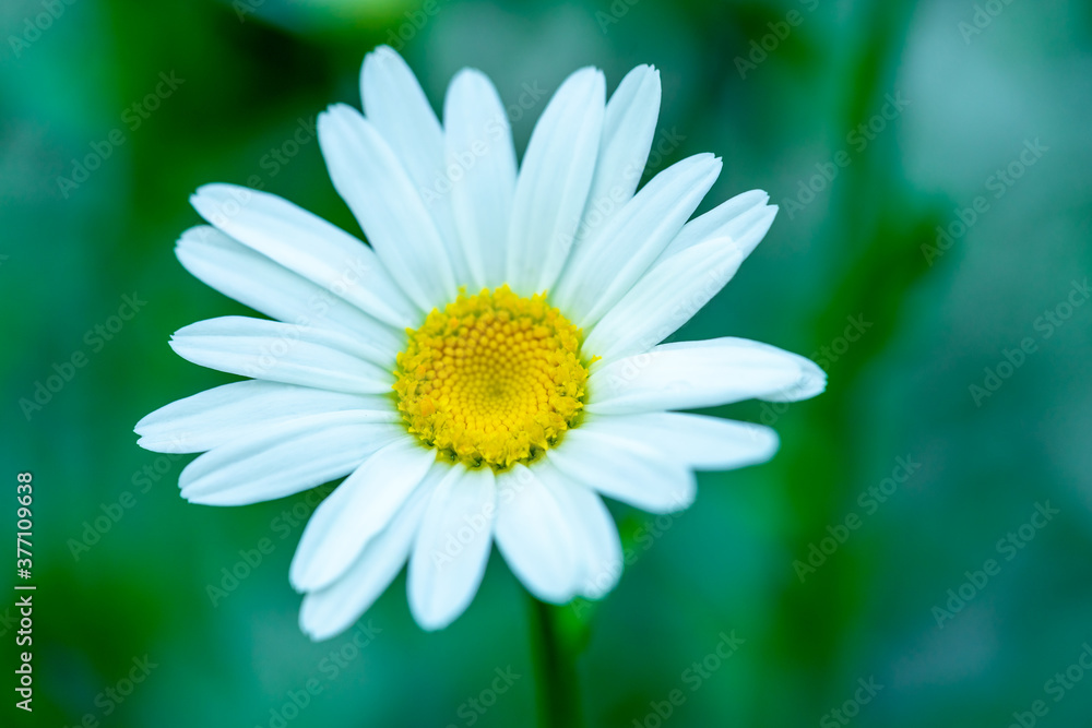 Fototapeta premium Macro / close up of white daisy with yellow center and selective focus / bokeh background.