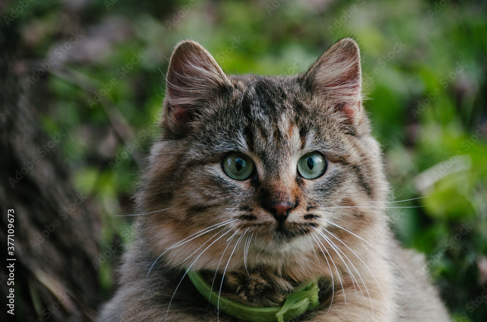 Beautiful cat's with green eyes portrait close up on natural background in autumn garden
