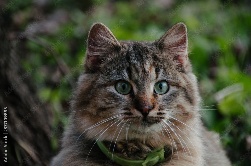 Beautiful cat's portrait close up in autumn garden