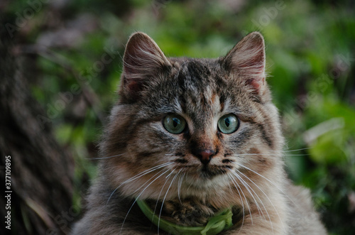 Beautiful cat's portrait close up in autumn garden © Maria