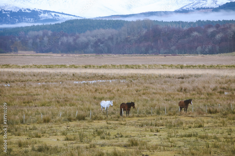 Fototapeta premium Horse in winter pasture, Kingussie, Scottish highlands