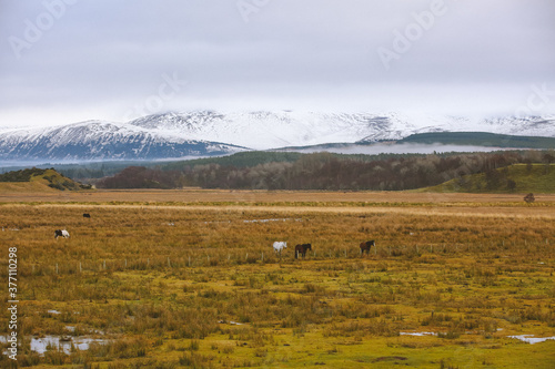 Horse in winter pasture, Kingussie, Scottish highlands © youli