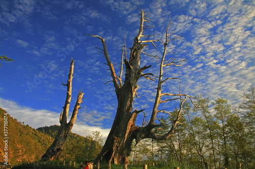 Taiwan Chiayi Xinzhongheng Husband and Wife Tree photo