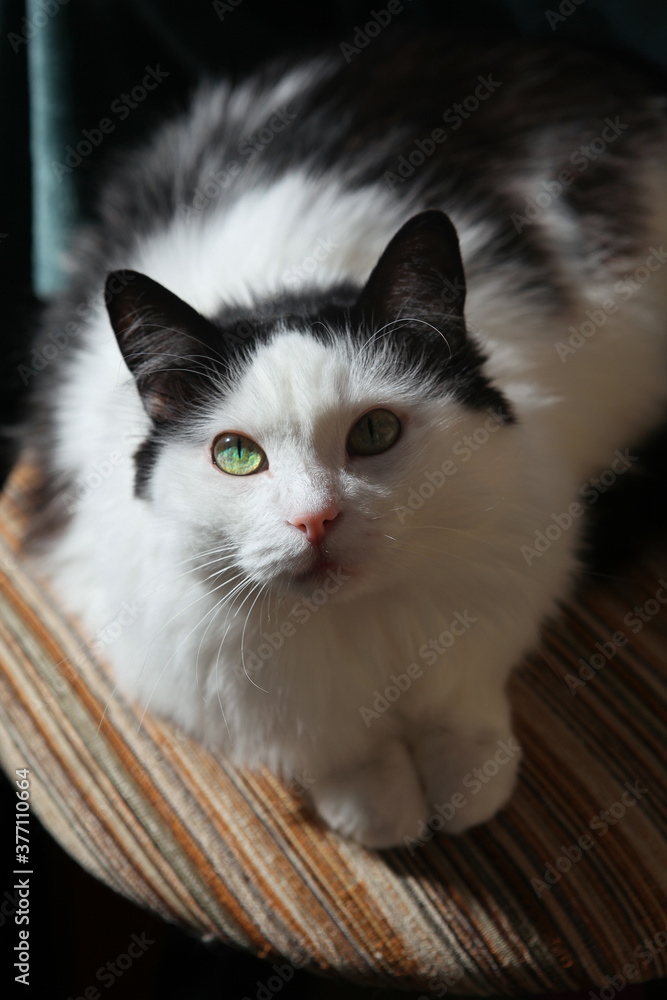 Obraz premium White cat