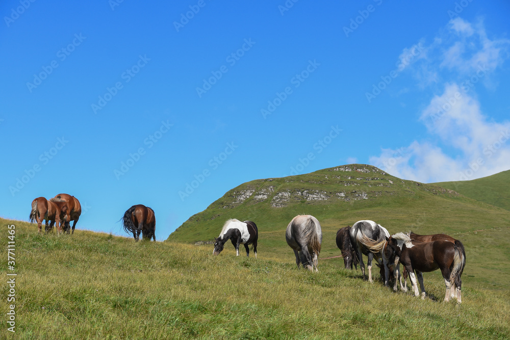 Fototapeta premium Semi-wild horses on Stara Planina(Old mountain). Horses on mountain. Old mountain in Eastern Serbia.