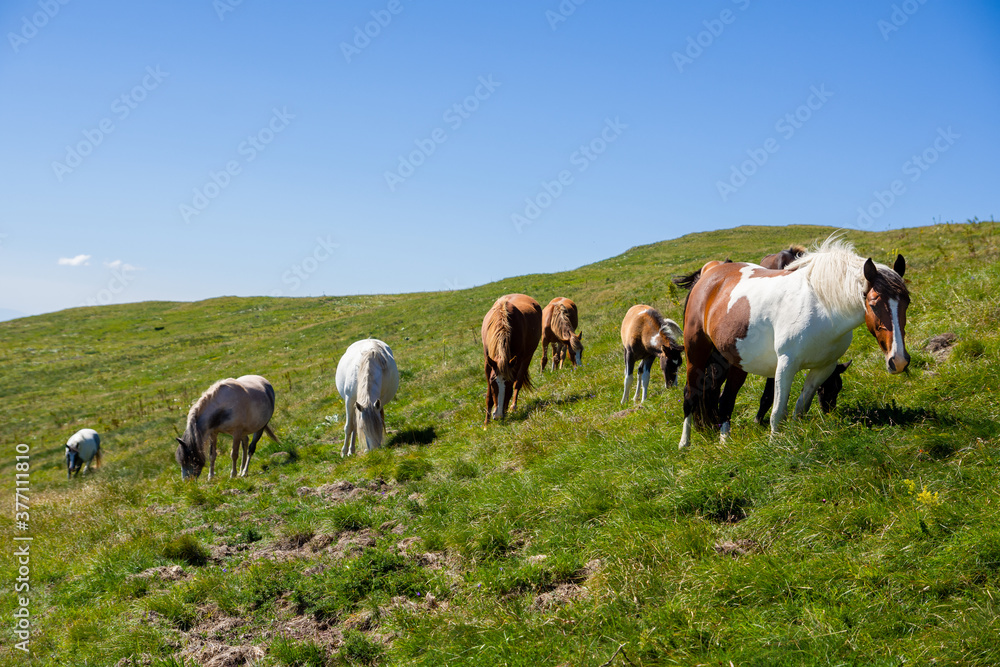 Semi-wild horses on Stara Planina(Old mountain). Horses on mountain. Old mountain in Eastern Serbia. Semi-wild horses on Stara Planina(Old mountain). Horses on mountain. Old mountain in Eastern Serbia.