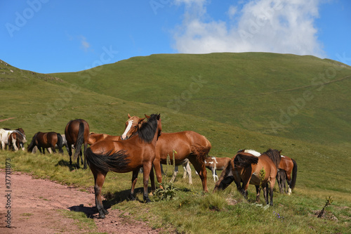 Semi-wild horses on Stara Planina(Old mountain). Horses on mountain. Old mountain in Eastern Serbia.