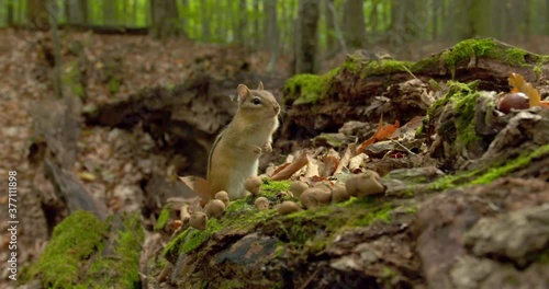 Eastern chipmunk in forest photo