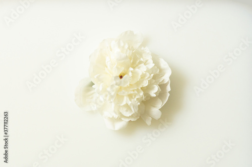 Milk water with white peony. Beauty spa and wellness treatment with flower petals