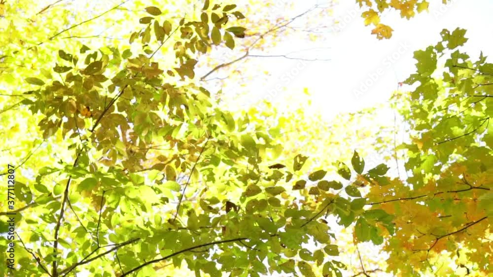 Pan across tree trunks and autumn foliage to sun behind leaves. Pan across tree trunks and autumn foliage to sun behind leaves.