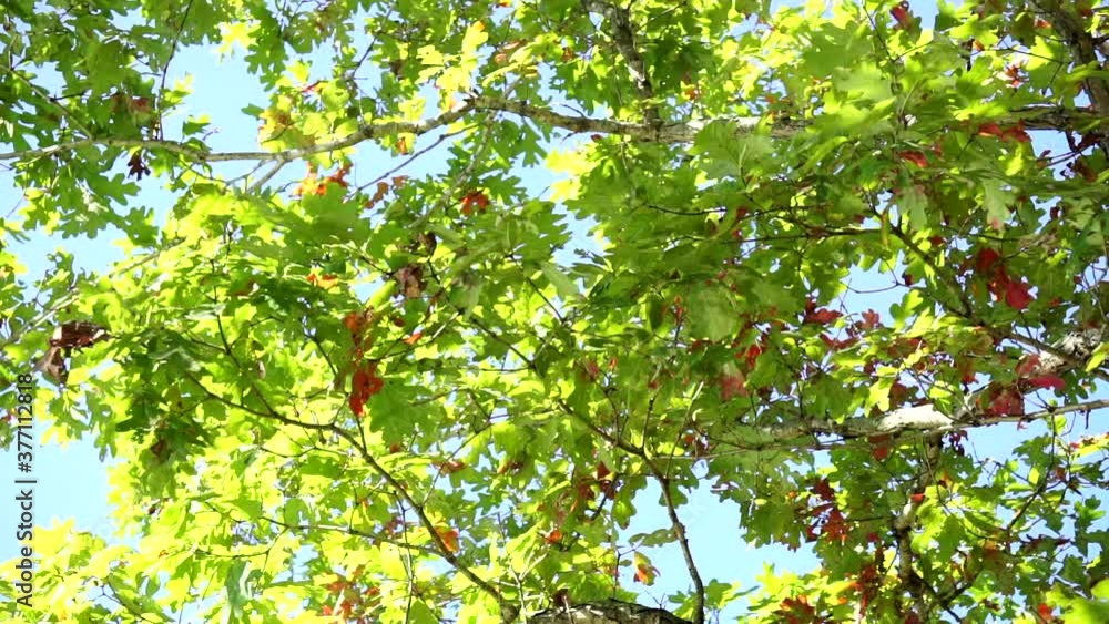 Reflected sunlight from water plays across oak tree branches and leaves. Reflected sunlight from water plays across oak tree branches and leaves.