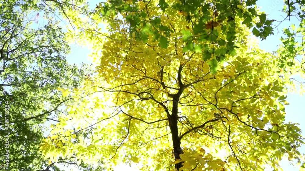High angle pan across green and yellow autumn foliage in forest with light blue sky in background. High angle pan across green and yellow autumn foliage in forest with light blue sky in background.