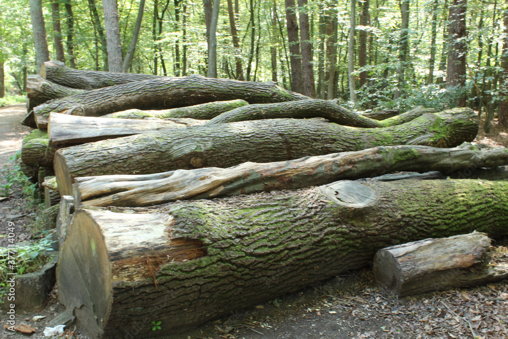 Baumstapel Baumstapel