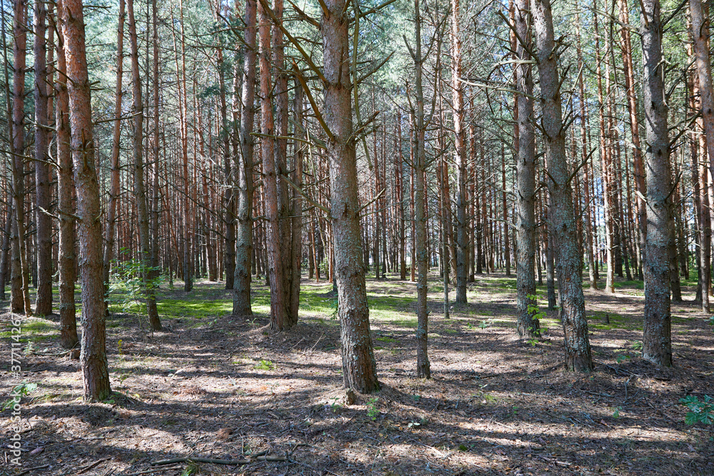Summer green pine forest with high trees in a sunny day Summer green pine forest with high trees in a sunny day