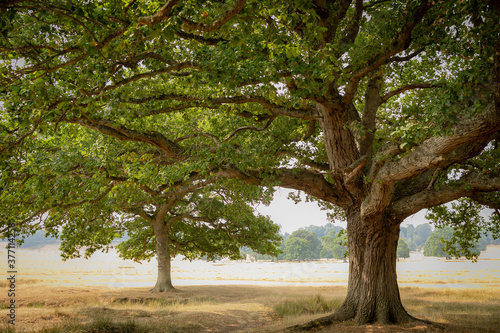 oak tree trunks in sun