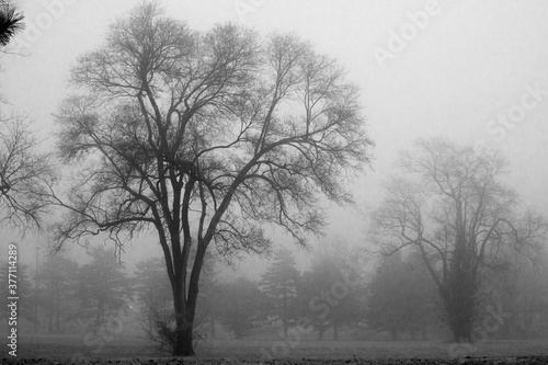 Fog In The Park