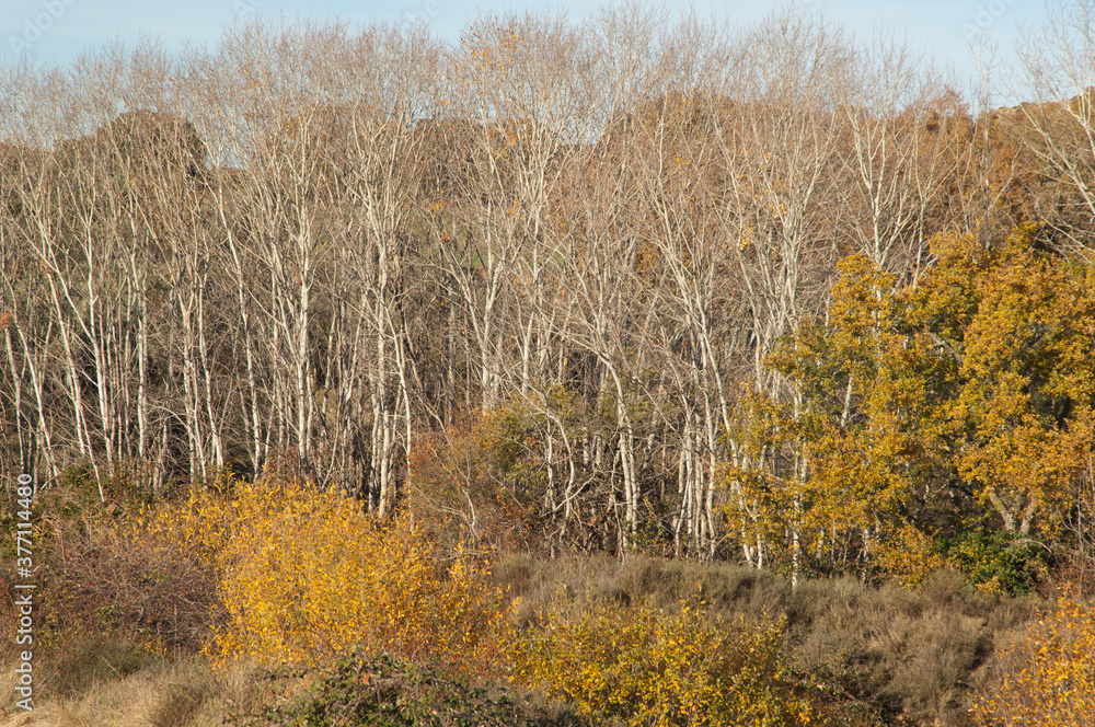 Fototapeta premium Poplars Populus sp in the Guara mountains. Loscertales. Huesca. Aragon. Spain.