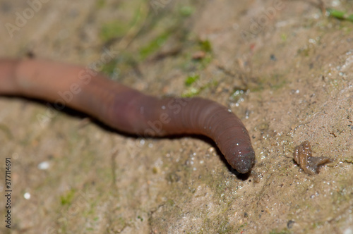 Earthworm. Huesca. Aragon. Spain.
