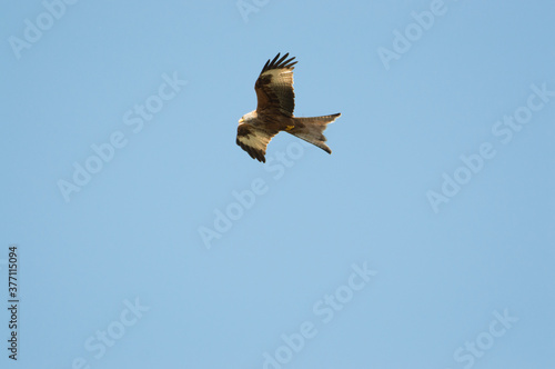 Red Kite over Harewood, Yorshire.