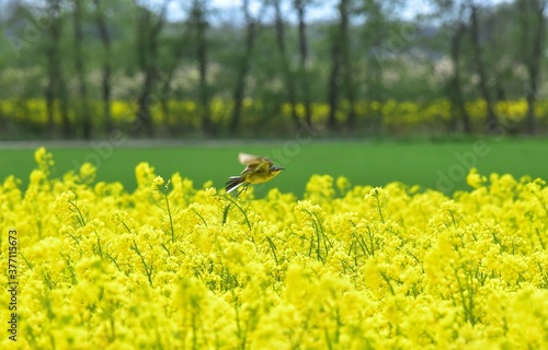 Wiesenschafstelze fliegt über Rapsfeld