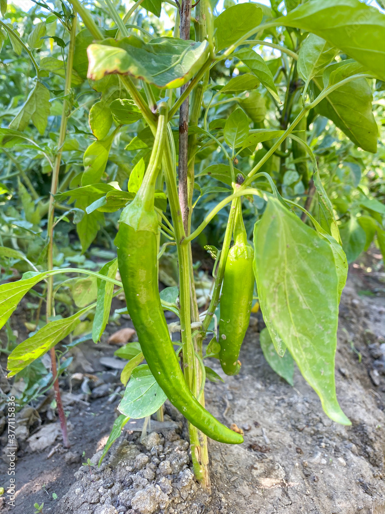 Green peppers ripening in the garden. Green peppers ripening in the garden.